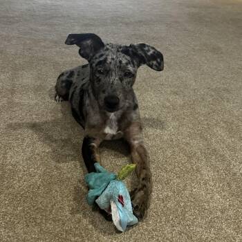 Birdie -  Catahoula Leopard Dog Dog for Adoption in Blytheville, Arkansas - Birdie | PetCurious