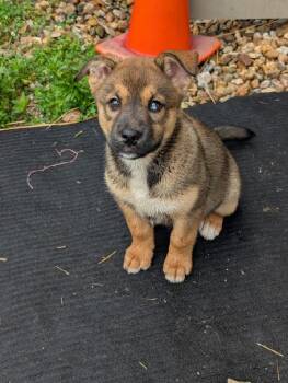 Husky and Shepherd Dogs Available for Adoption in Aurora, Illinois - Sasha | PetCurious
