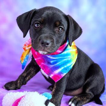 Electra -  Terrier and Mixed Breed Dog for Adoption in Boerne, Texas - Electra | PetCurious