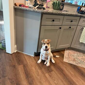 Shar Pei and Terrier Dogs Available for Adoption in Raleigh, North Carolina - Wrinkles | PetCurious