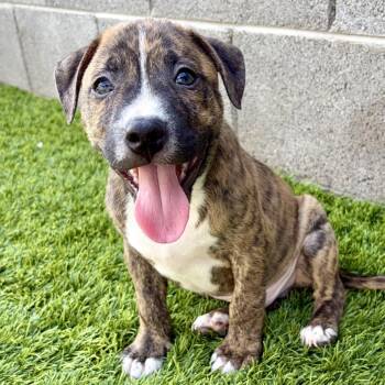 Cortland -  Pit Bull Terrier Dog for Adoption in Chandler, Arizona - Cortland | PetCurious