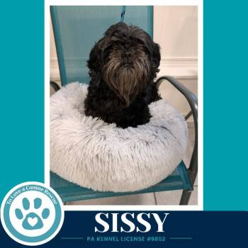 Sissy 100326 -  Shih Tzu Dog for Adoption in Kimberton, Pennsylvania - Sissy 100326 | PetCurious