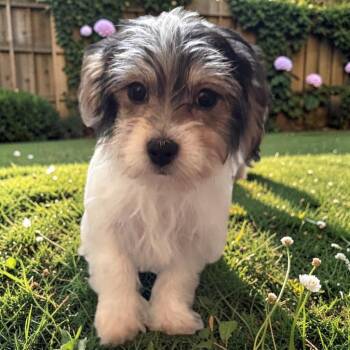 Prada-Tiny Morkie Puppy! -  Maltese and Yorkshire Terrier Dog for Adoption in Fort Myers, Florida - Prada-Tiny Morkie Puppy! | PetCurious