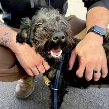 Coco -  Cairn Terrier and Schnauzer Dog for Adoption in Otis, Oregon - Coco | PetCurious