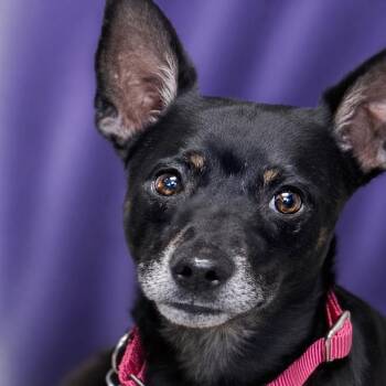 Masur -  Terrier and Chihuahua Dog for Adoption in Boerne, Texas - Masur | PetCurious