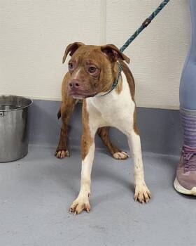 Rescue Pit Bull Terrier and Mixed Breed Dogs for Adoption in Louisville, Kentucky - FROGGER | PetCurious