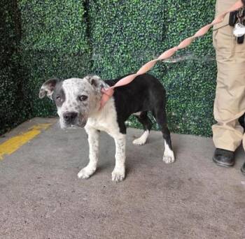 Pit Bull Terrier and Mixed Breed Dogs Available for Adoption in El Paso, Texas - 60792662 | PetCurious