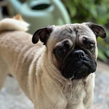 Bouillon -  Pug Dog for Adoption in New York, New York - Bouillon | PetCurious