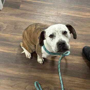 Ladybug -  Mixed Breed Dog for Adoption in Jeffersonville, Indiana - Ladybug | PetCurious