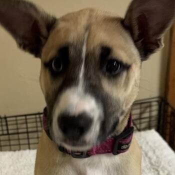 Starla -  Akita and Australian Shepherd Dog for Adoption in Haslet, Texas - Starla | PetCurious