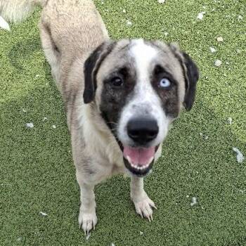 Queenie -  Great Pyrenees Dog for Adoption in Hannibal, Missouri - Queenie | PetCurious