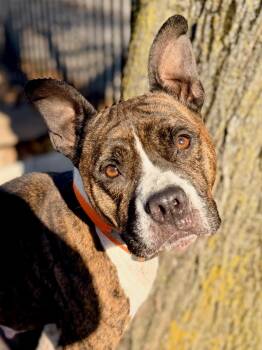 Rescue Pit Bull Terrier Dogs for Adoption in Buffalo, New York - Brenda | PetCurious