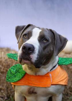 Rescue Mixed Breed Dogs for Adoption in Manchester, Tennessee - Tina | PetCurious