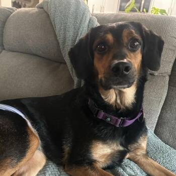 Sasha -  Hound and Shepherd Dog Available for Adoption in Valdosta, Georgia - Sasha | PetCurious