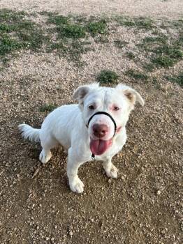 Rescue Pit Bull Terrier and Mixed Breed Dogs for Adoption in Pasadena, Texas - PALOMA | PetCurious