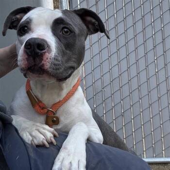 Rescue Pit Bull Terrier Dogs for Adoption in Ontario, California - YUKI | PetCurious