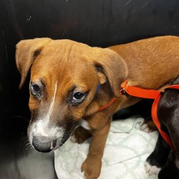 Terrier and Boxer Dogs Available for Adoption - Pearl | PetCurious