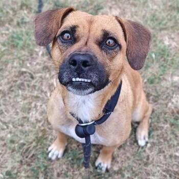 Tessa -  Pug and Beagle Dog for Adoption in Springdale, Arkansas - Tessa | PetCurious