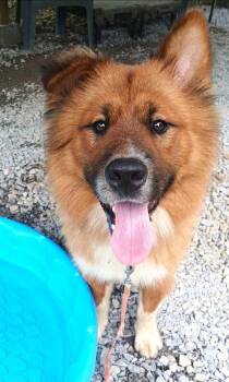 GEORGE -  Chow Chow Dog for Adoption in Pegram, Tennessee - GEORGE | PetCurious