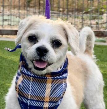 Rescue Lhasa Apso and Shih Tzu Dogs for Adoption in Hondo, Texas - Odie - Handsome Tan And White Boy | PetCurious