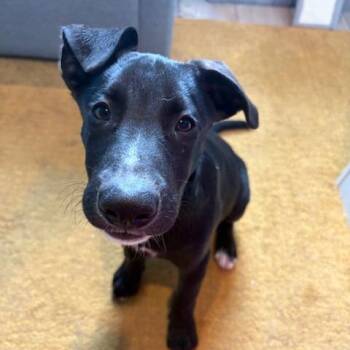Bluey -  Labrador Retriever and German Shepherd Dog Dog for Adoption in Dayton, Ohio - Bluey | PetCurious