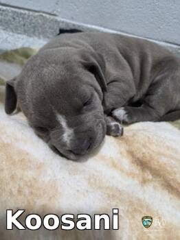 Pit Bull Terrier Dogs Available for Adoption in Rocky Mount, North Carolina - Koosani | PetCurious