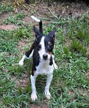 Miranda Lambert -  Mixed Breed Dog Available for Adoption in Groveland, Massachusetts - Miranda Lambert | PetCurious
