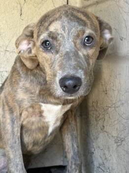 Amara -  Pit Bull Terrier and Mixed Breed Dog for Adoption in Savannah, Georgia - Amara | PetCurious