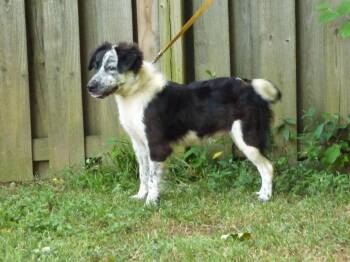 Cruella -  Australian Shepherd Dog for Adoption in Humboldt, Tennessee - Cruella | PetCurious