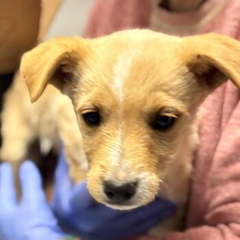 Terrier Dogs Available for Adoption - Ficas | PetCurious