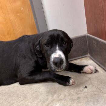 Border Collie Dogs Available for Adoption - Sunny - 012018U | PetCurious