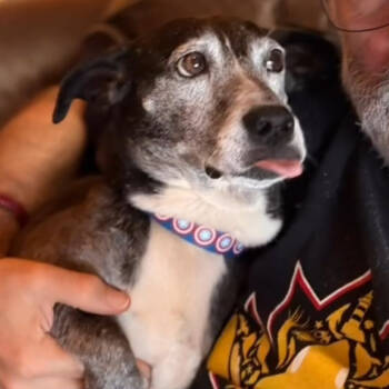 Rescue Terrier Dogs for Adoption in Bellingham, Washington - Wolfie | PetCurious