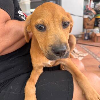 L Pup: Luigi -  Labrador Retriever and Mixed Breed Dog for Adoption in Falls Church, Virginia - L Pup: Luigi | PetCurious