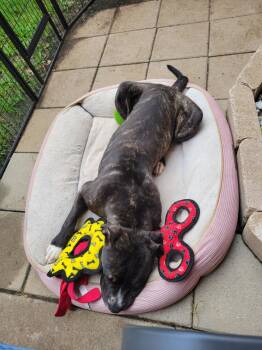 Rescue American Bulldog Dogs for Adoption in Harrah, Oklahoma - Scout | PetCurious