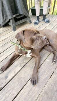Biggie/Tyson -  Mixed Breed Dog for Adoption in Atlanta, Georgia - Biggie/Tyson | PetCurious