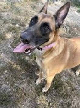 Stella -  Belgian Shepherd Malinois Dog for Adoption in Cibolo, Texas - Stella | PetCurious