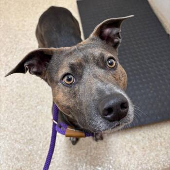 Mello -  Pit Bull Terrier Dog for Adoption in Reno, Nevada - Mello | PetCurious