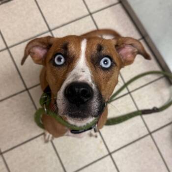 Monroe -  Mixed Breed Dog for Adoption in Charleston, West Virginia - Monroe | PetCurious