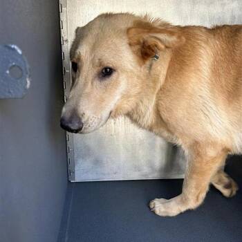 Obie -  Shepherd Dog for Adoption in Greensboro, North Carolina - Obie | PetCurious
