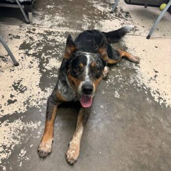 Harley -  Australian Cattle Dog Blue Heeler Dog for Adoption in Columbia, Missouri - Harley | PetCurious