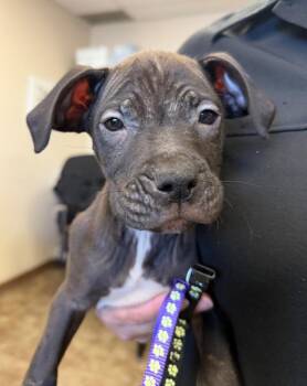 Tarzan -  Pit Bull Terrier Dog for Adoption in Springfield, Ohio - Tarzan | PetCurious