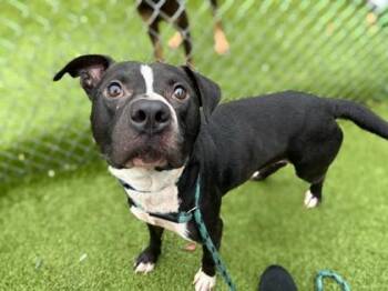 Pudge -  Terrier and Mixed Breed Dog for Adoption in Gainesville, Florida - Pudge | PetCurious