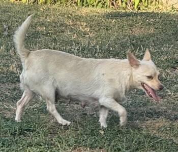 Rescue Chihuahua Dogs for Adoption in San Antonio, Texas - PRINCESA | PetCurious