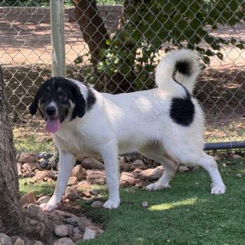 Rye -  Great Pyrenees and Mixed Breed Dog for Adoption in New York, New York - Rye | PetCurious
