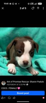 COCO -  Chocolate Labrador Retriever Dog Available for Adoption in Pemberton Township, New Jersey - COCO | PetCurious