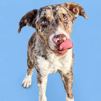 Creed -  Catahoula Leopard Dog Dog for Adoption in Cleveland, Texas - Creed | PetCurious