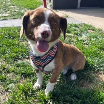 Toffee -  Beagle Dog for Adoption in Lyndhurst, Virginia - Toffee | PetCurious