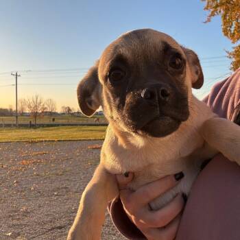 Rescue Pug Dogs for Adoption in Homewood, Illinois - Chonk | PetCurious