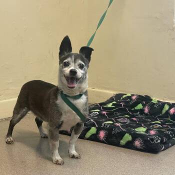 Don Quixote -  Chihuahua Dog for Adoption in Pasadena, California - Don Quixote | PetCurious
