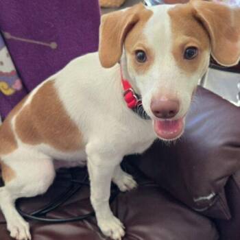 CODY -  Terrier and Mixed Breed Dog for Adoption in San Juan Capistrano, California - CODY | PetCurious